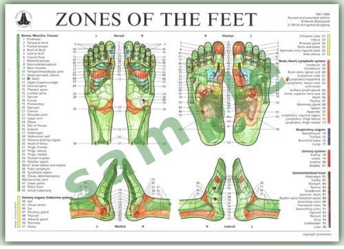 Chart - Zones of the Feet DIN A4
